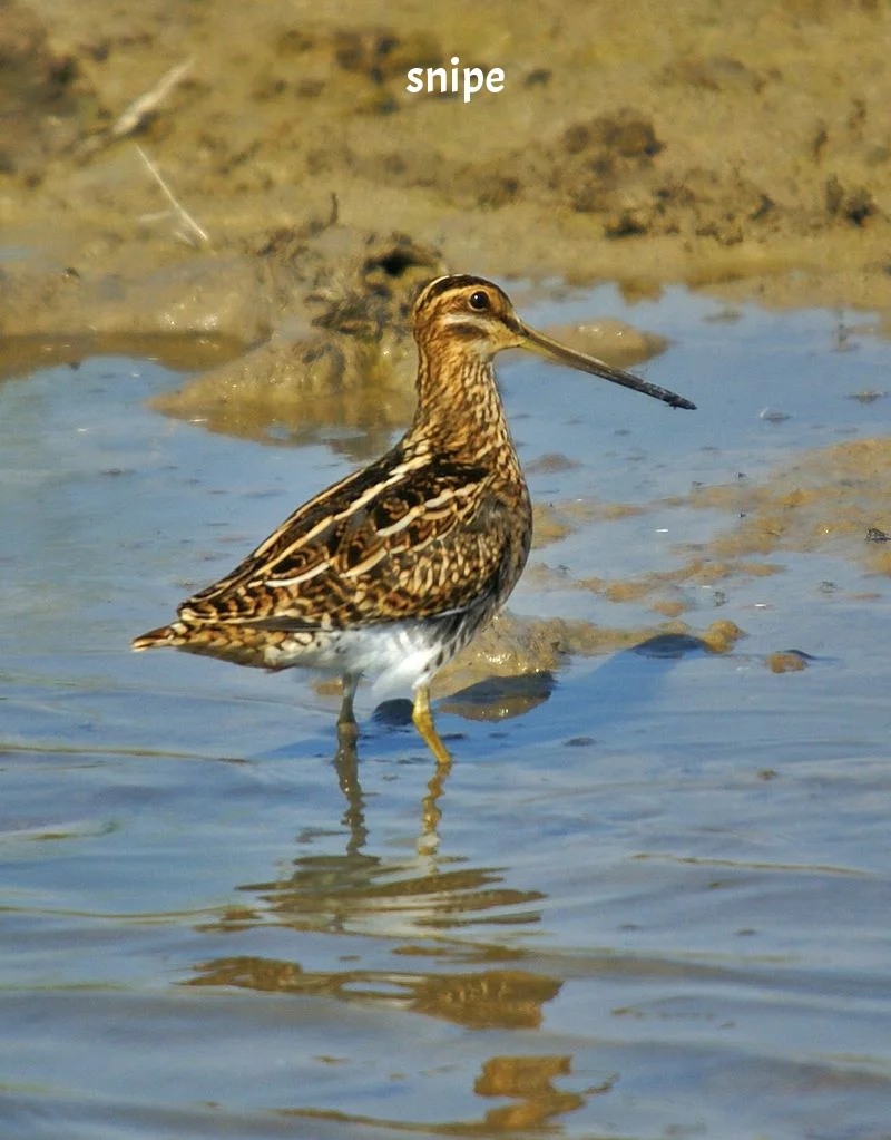 Gallinago_gallinago_Viladecans_1.jpg