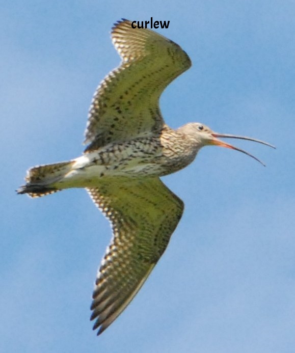 Numenius_arquata_male_flying.jpg
