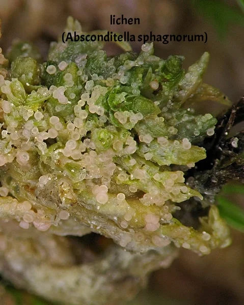 799px-JE_9628_Absconditella_sphagnorum_180px_Stedlinger_Moor_Germany.jpg