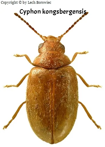 Cyphon kongsbergensis_ov.jpg