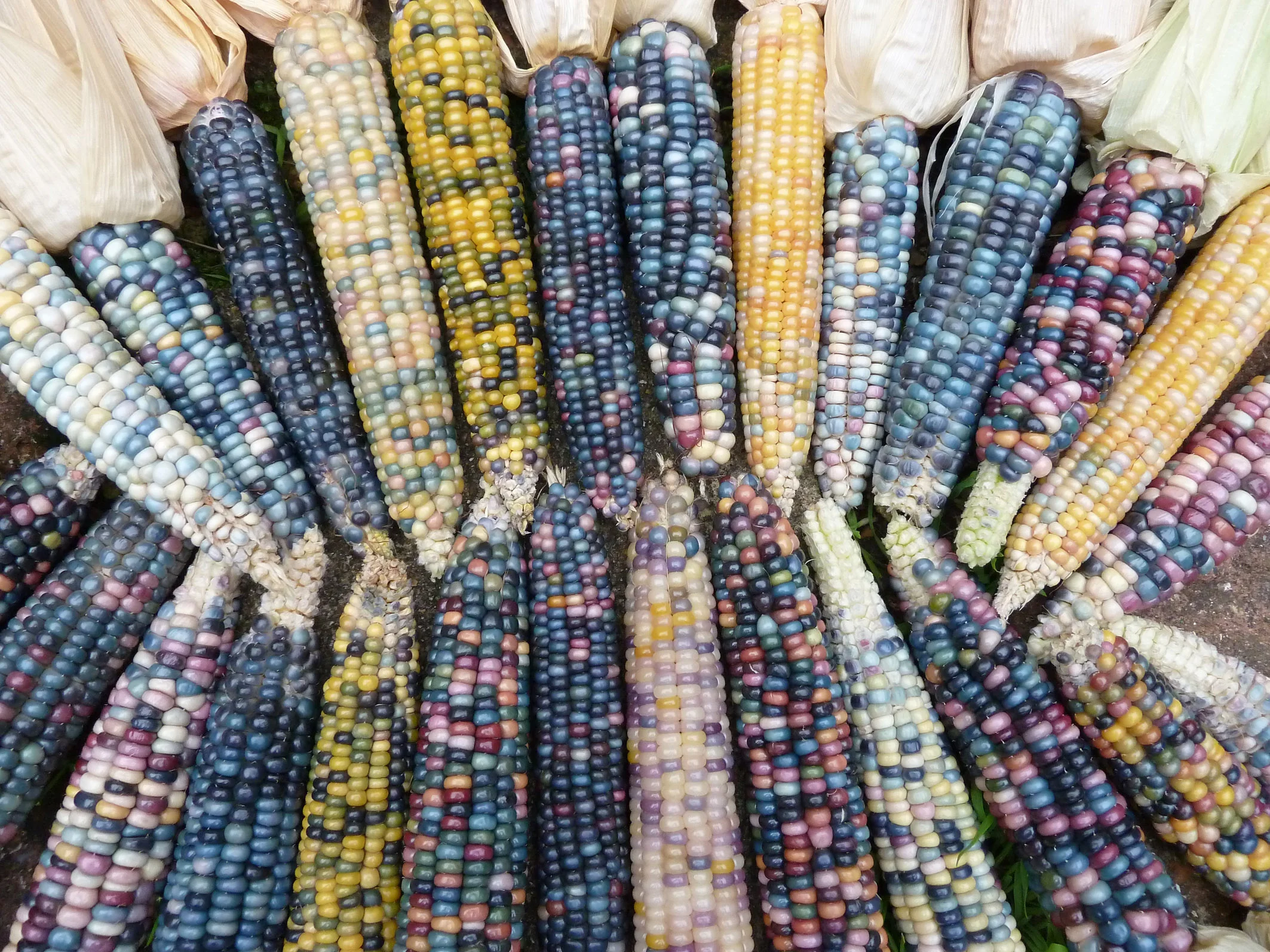 8 - Glass Gem corn.jpg