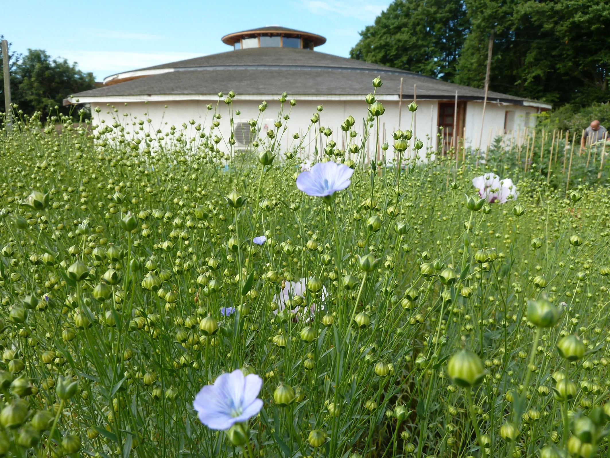 4 - Flax flowers.jpg