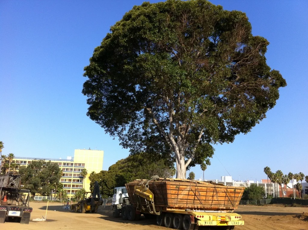 A group of trees located in the center of the site along Main Street, affectionately known as the '3 Amigos' were relocated. This is the first amigo on a flatbed.