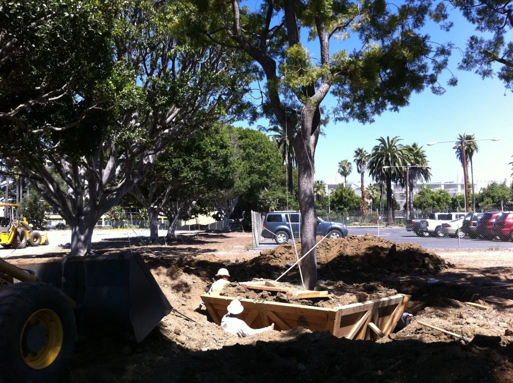 Additional smaller trees were boxed with care and either reused on the site or relocated to other public spaces.
