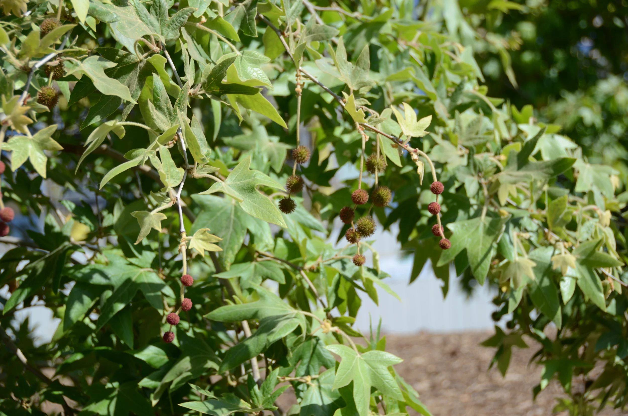 California Sycamore