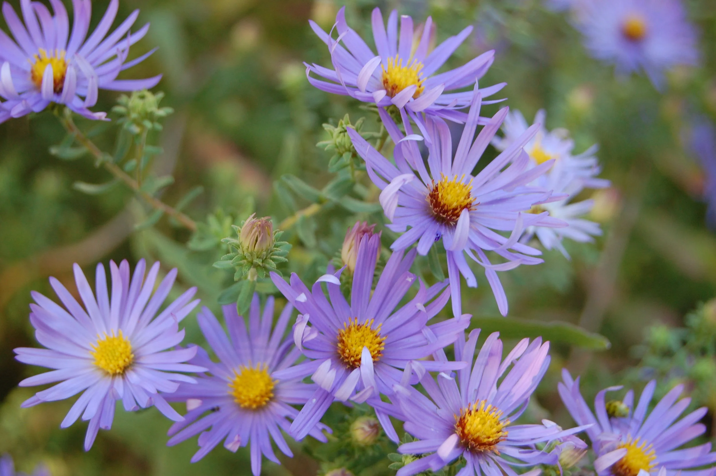 Aromatic Aster