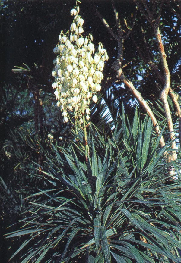 Soft Leaf Yucca