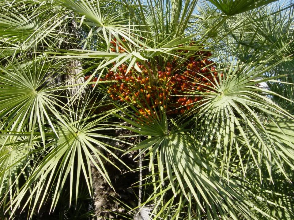 European Fan Palm