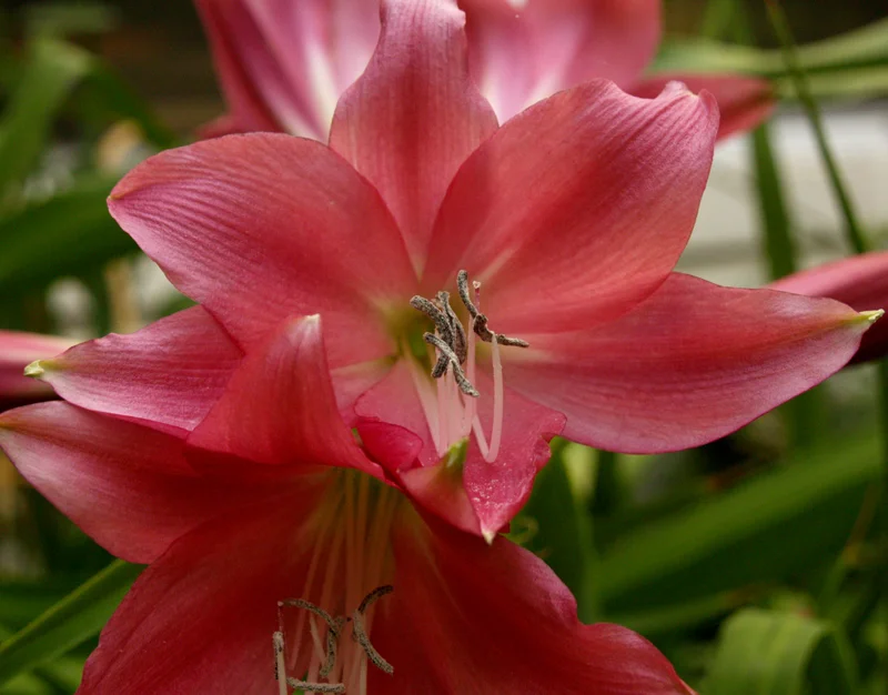 Ellen Bosanquet Crinum Lily