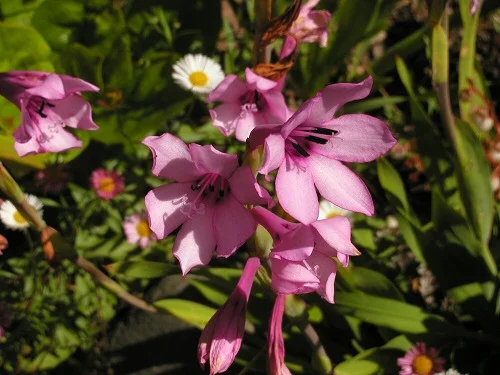 Pink Bugle Lily