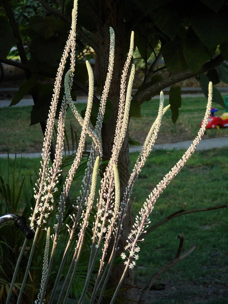 Sea Squill