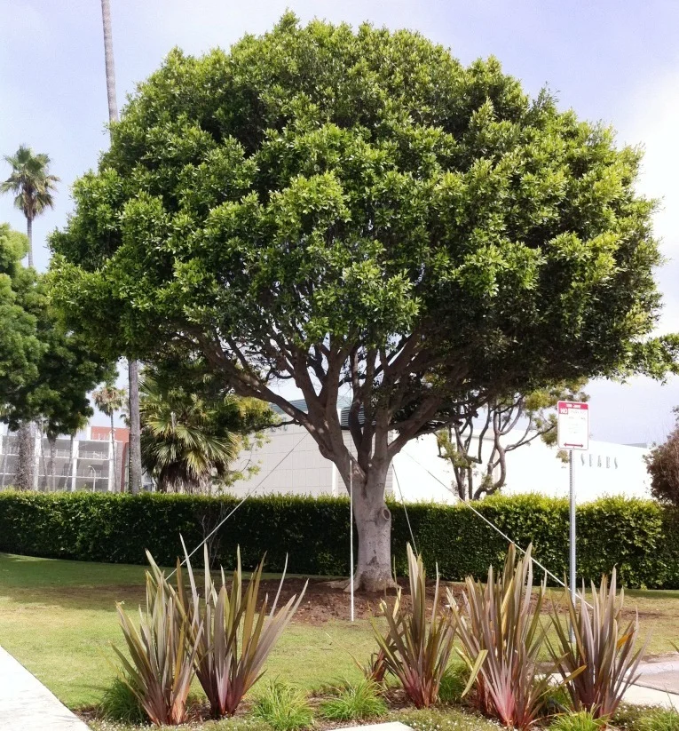 This ficus found a new home across the street next to City Hall