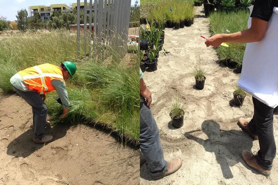 planting3.jpg
