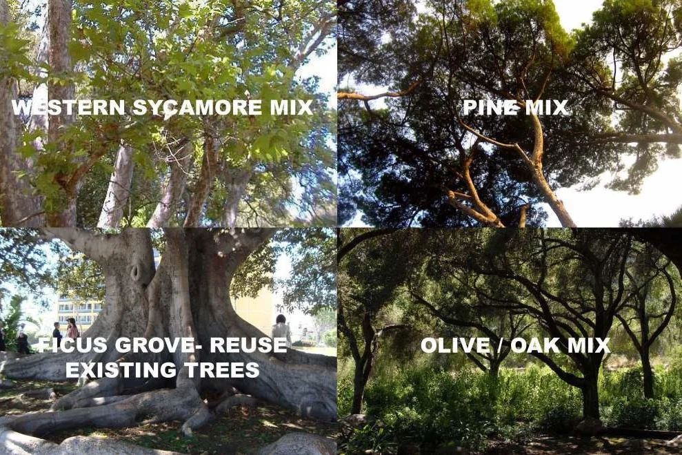 tree groves.jpg