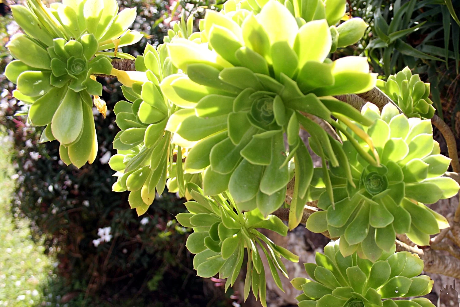 Tree Aeonium