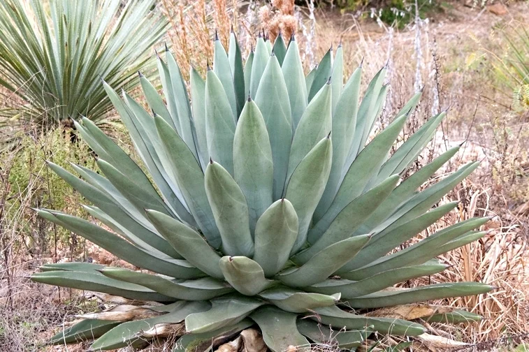 Northern Sharkskin Agave