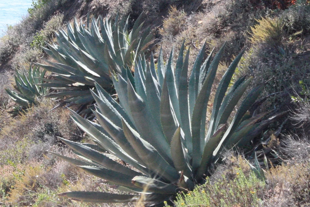 Century Plant