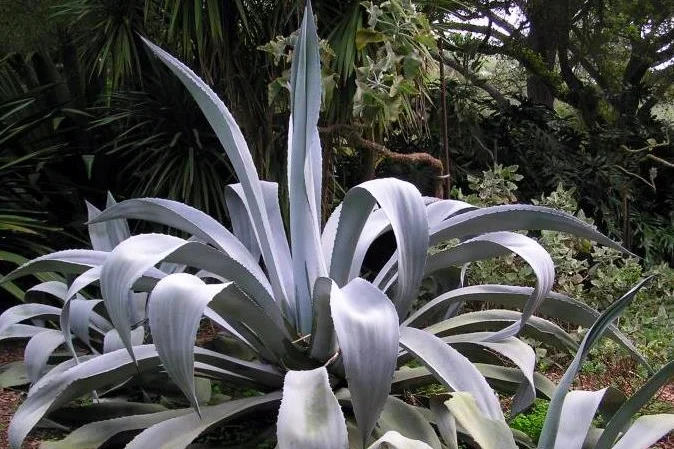 Octopus Agave