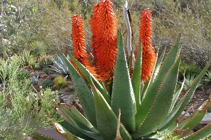 Bitter Aloe