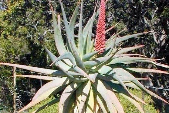 Tilt Head Aloe