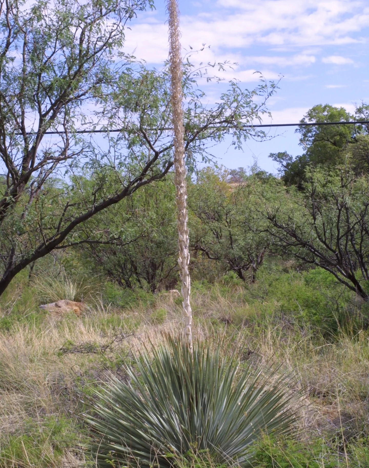 Desert Spoon