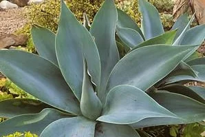 Blue Foxtail Agave