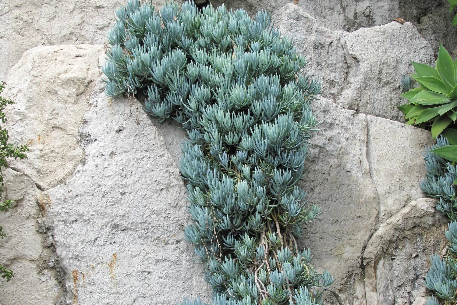 Blue Chalksticks