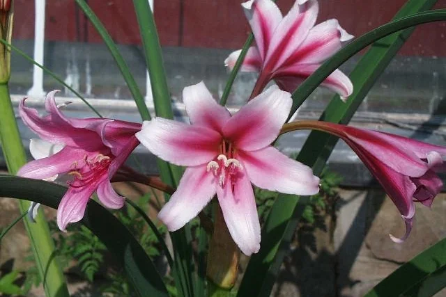 Crinum Lily