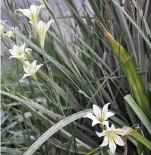 Yellow Marsh Afrikane