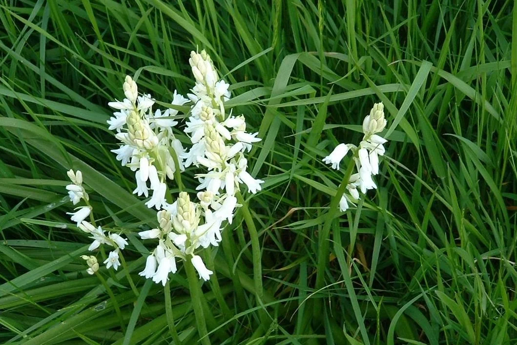 Spanish Bluebell