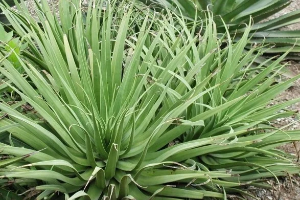 Spider Agave