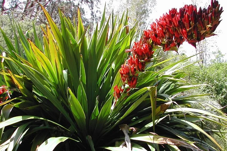 Palmer Spear Lily