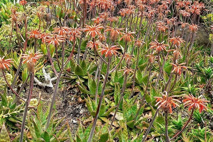 Soap Aloe
