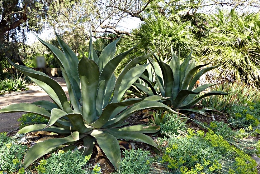 Giant Agave