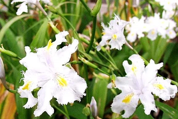 Butterfly Iris