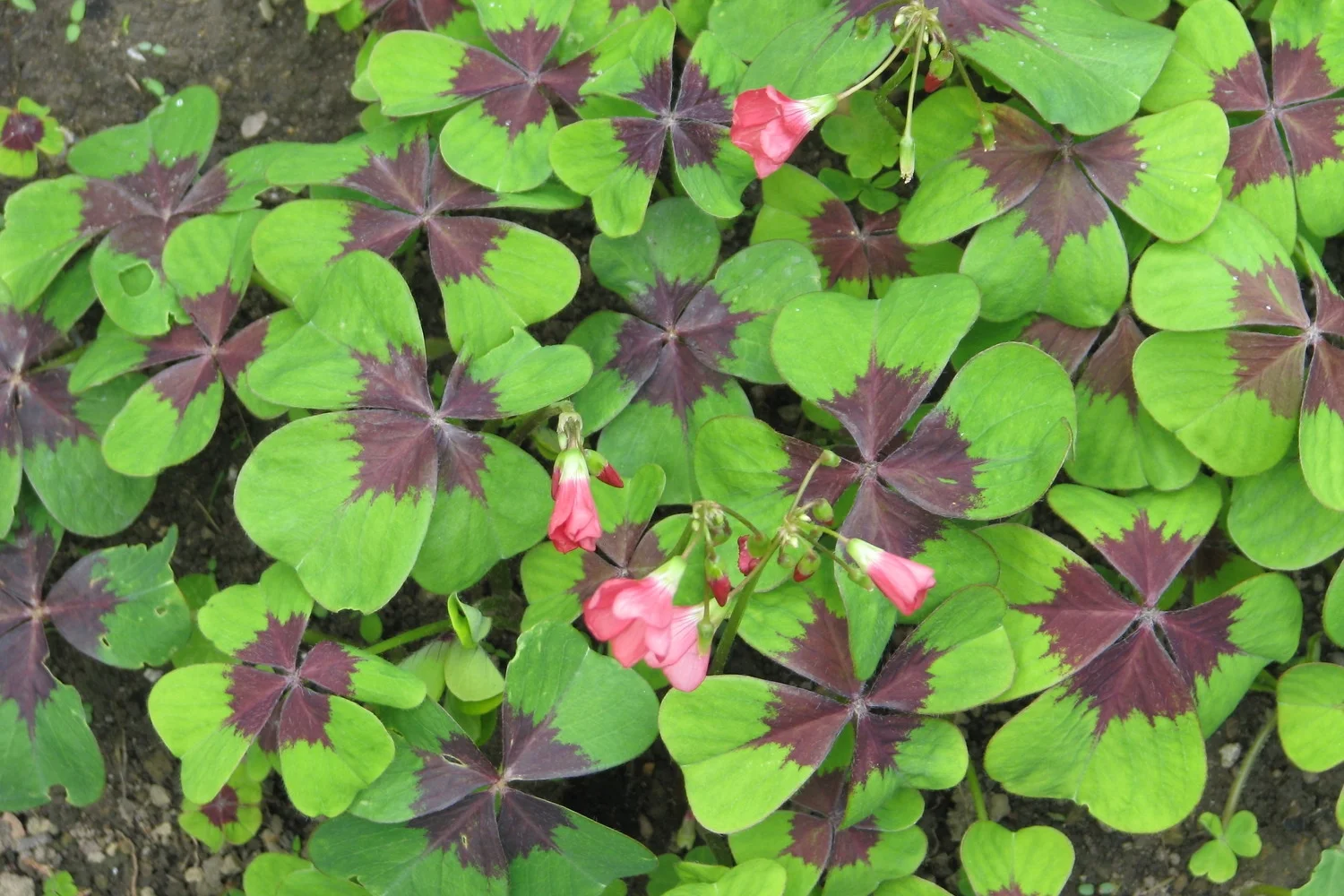 Iron Cross Oxalis