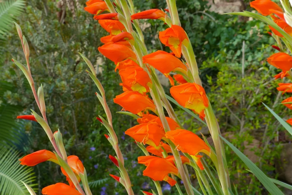 Parrot Gladiola