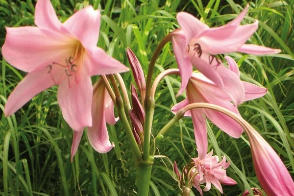 Cape Lily