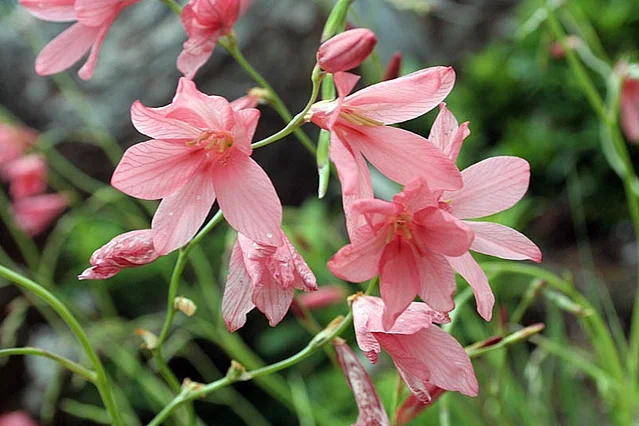Pink Flame Freesia