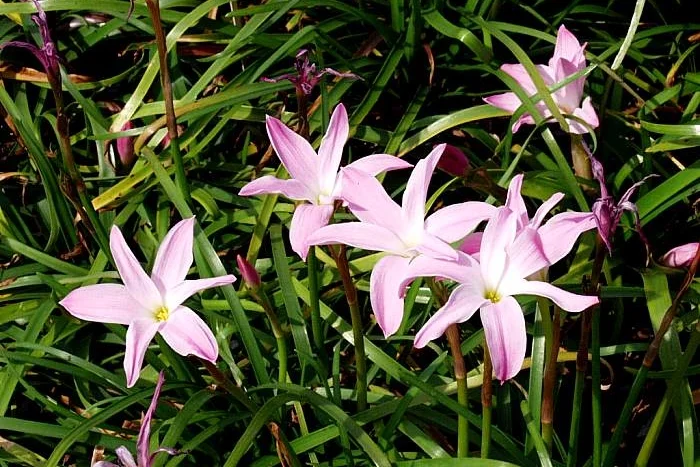 Giant Prairie Lily