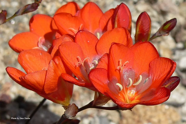 Flame Freesia