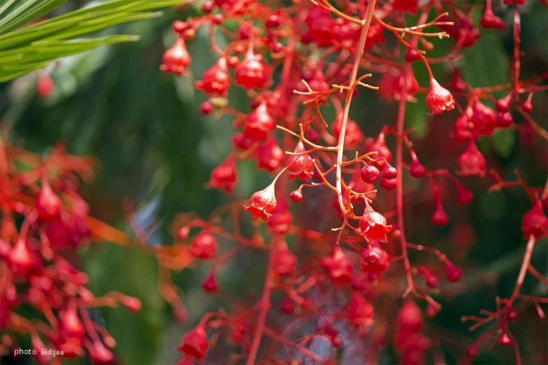 Illawarra Flame Tree