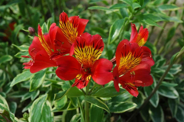 Red Peruvian Lily