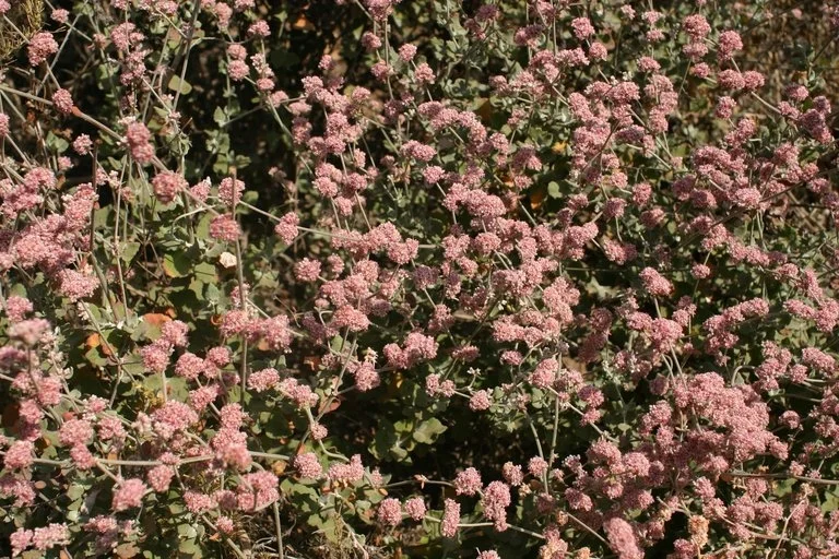 Ashyleaf Buckwheat