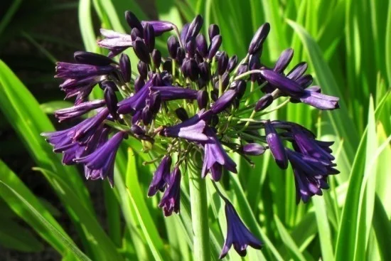 Mood Indigo Lily of the Nile