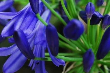 Dark Blue Agapanthus