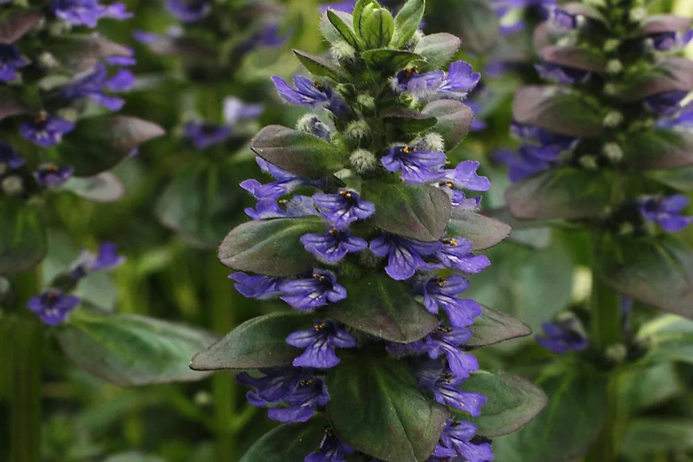Catlin’s Carpet Bugle