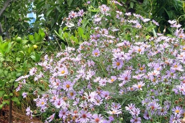California Aster