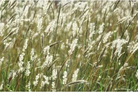 Cane Bluestem