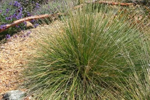 Pine Muhly
